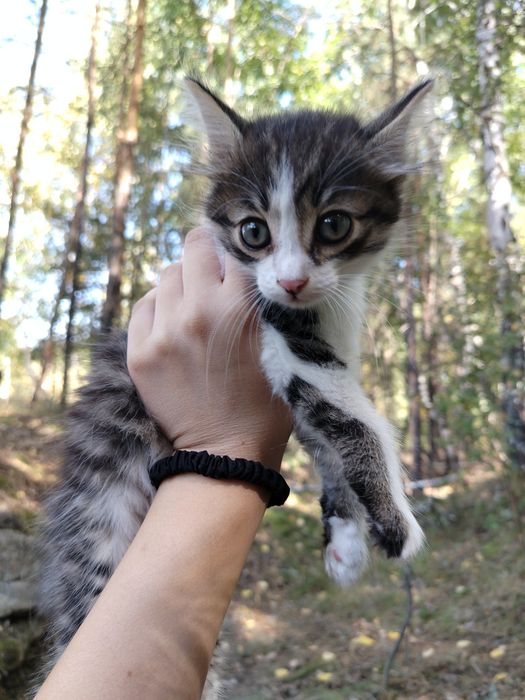 отдам трое котят даром