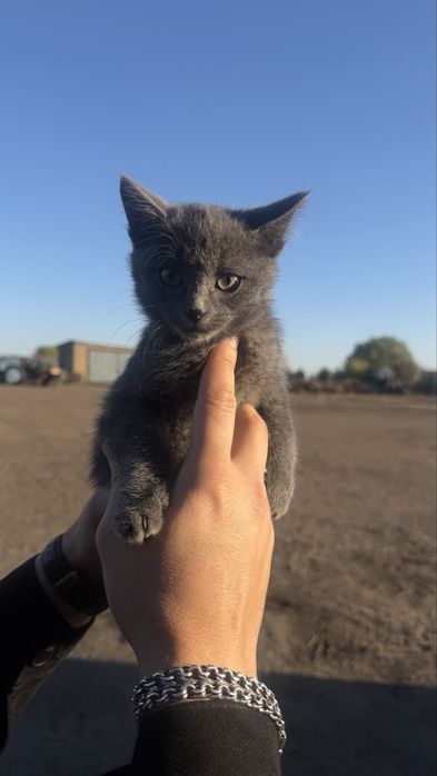 Котенок в  добрые руки