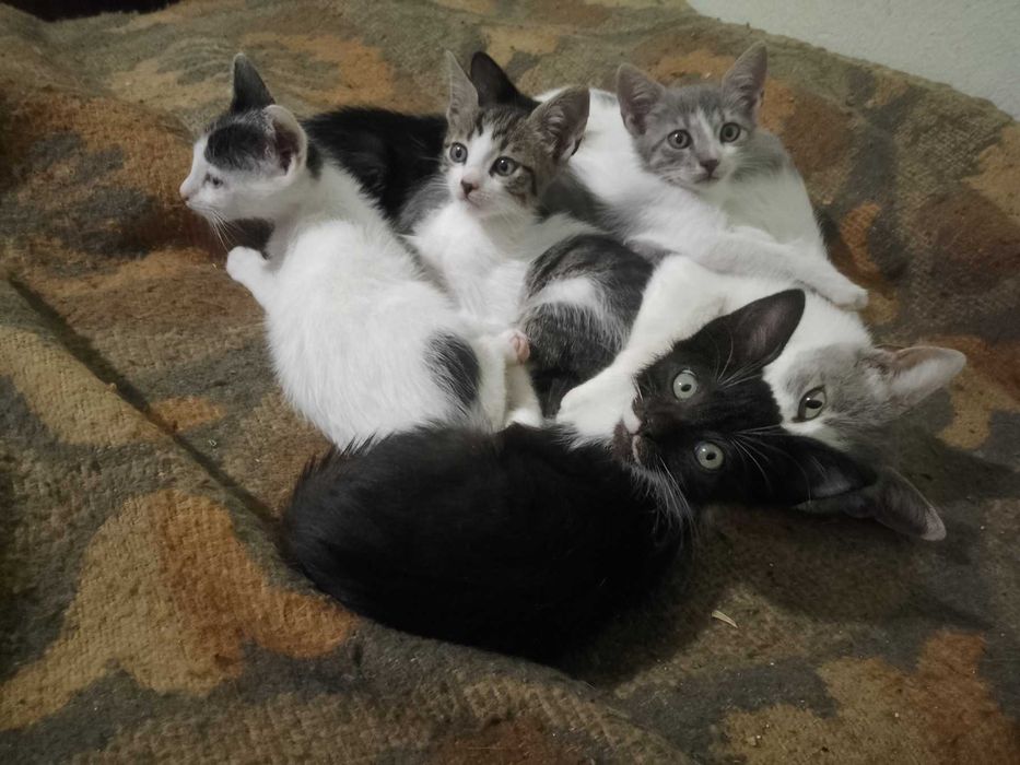 Подарявам котенца