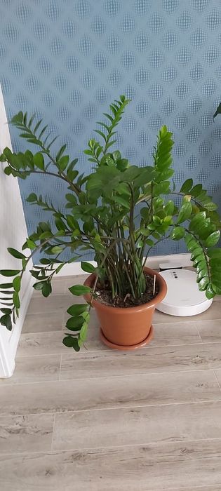 Продам комнатный цветок