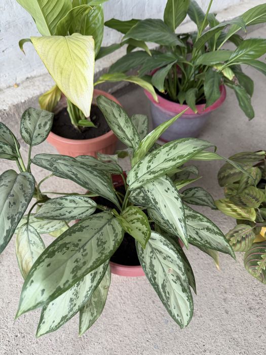 Цветы комнатные