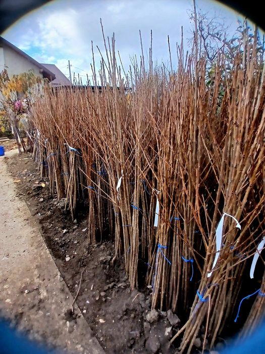 Pomi fructiferi certificati fitosanitar