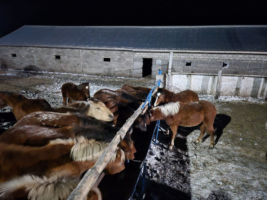 Продам жеребят полутяжи