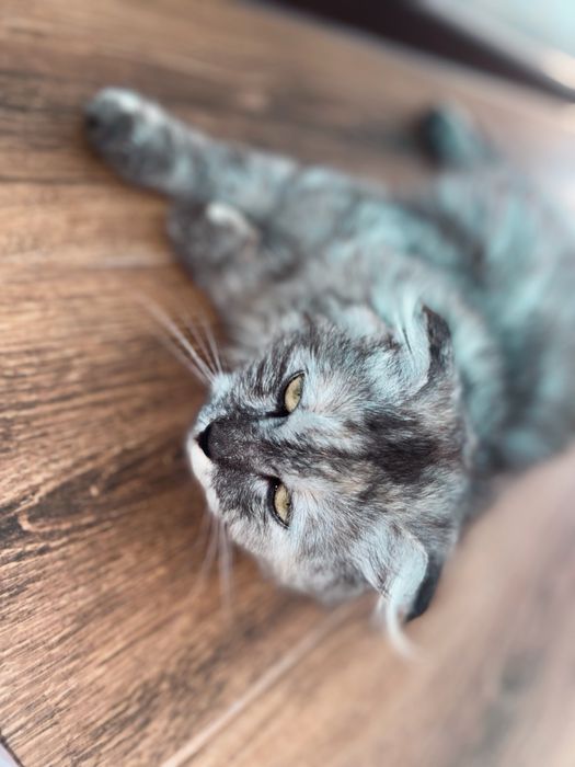 Отдам шотландскую вислоуху