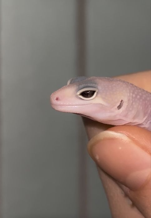 Малышь Эублефар