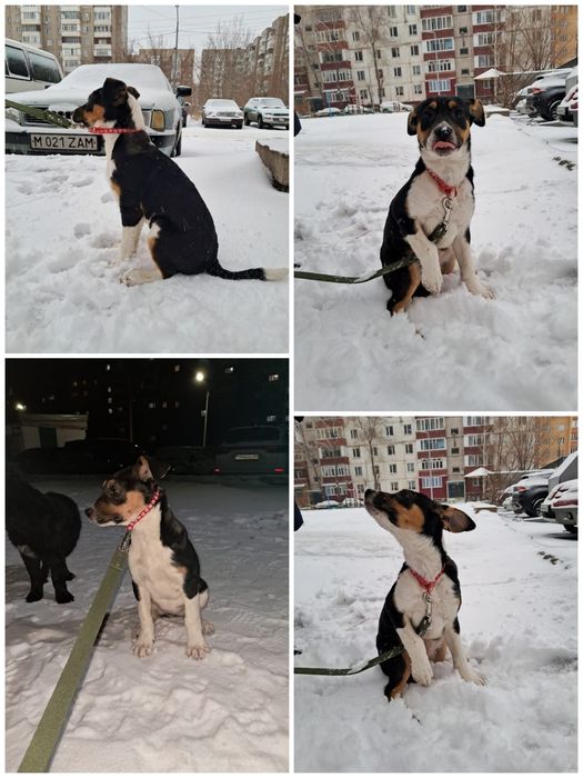 Отдам щенков в надёжные руки