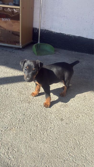 Продаются щенки Ягдтерьер