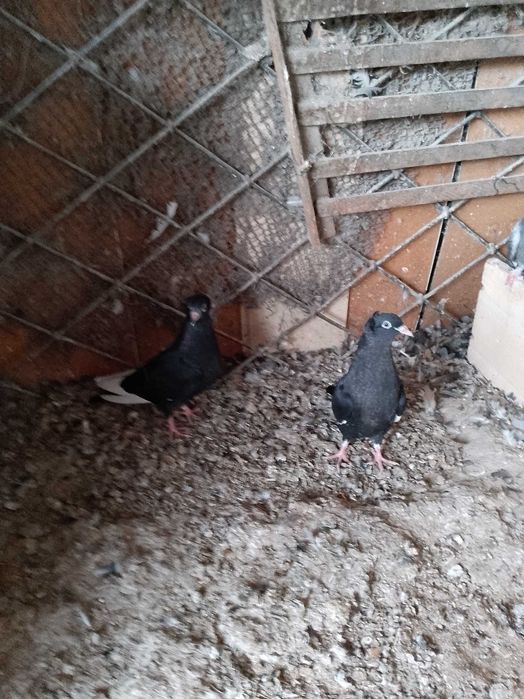 Голуби голуби голуби