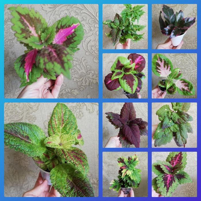 Комнатные растения