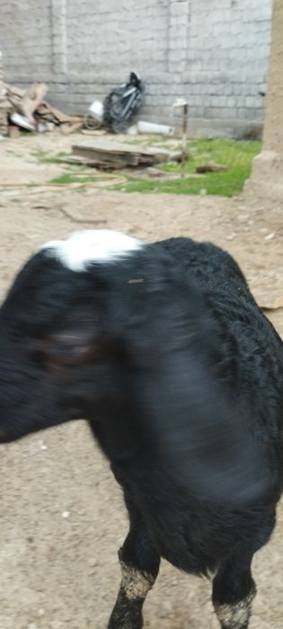 Ona bola qoʻy sotiladi