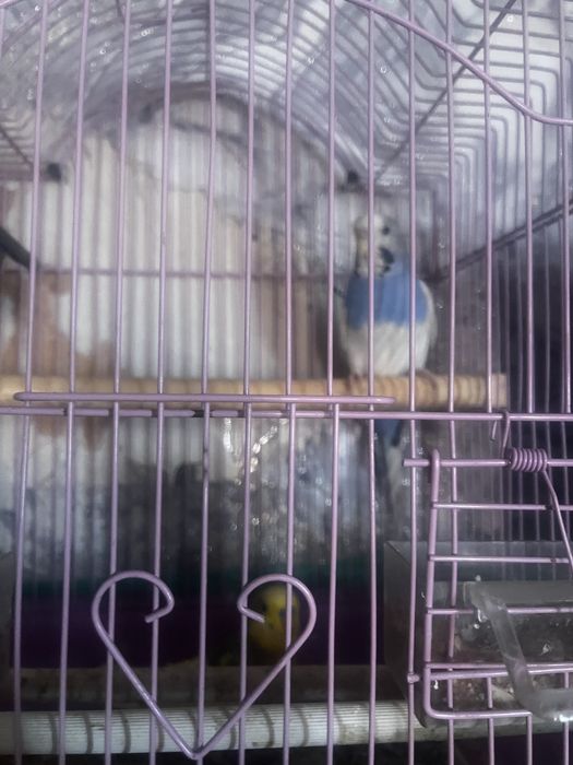 Птицы попугай 2 штук