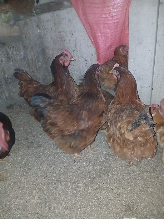 Xan xuap urug‘langan tuxumlari 5ming