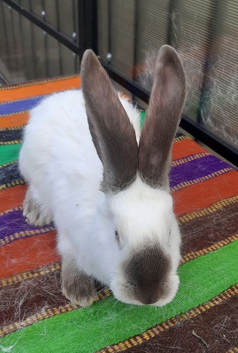 Femele Uriaș de Transilvania