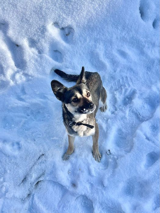 Отдам собачку даром