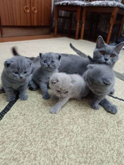 Британские котята
