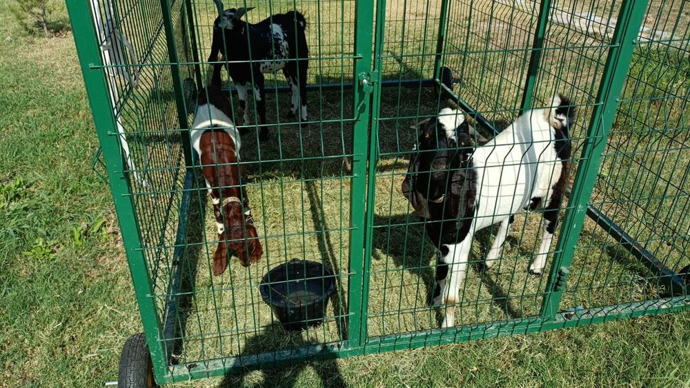 Зоти тоза Битал ечки Така