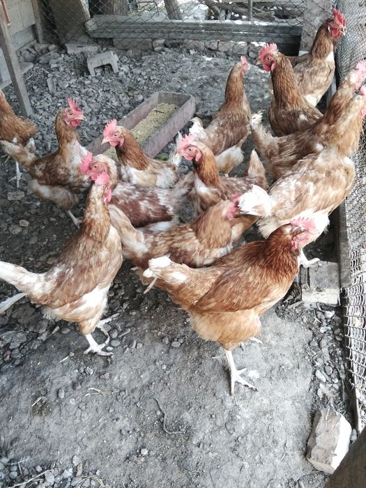 Продам кур несушек ломан