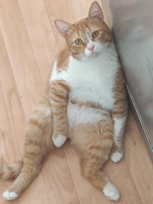 Отдаю рыжего кота