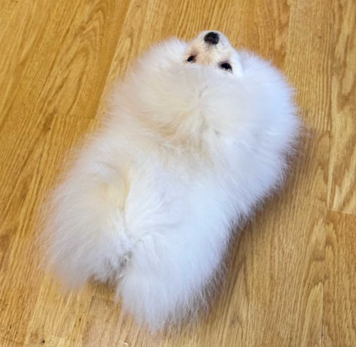 Pomeranian  Pui Femela - Canisa