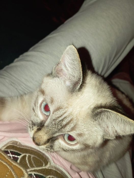 Кот Сиамский, находится в автогородке