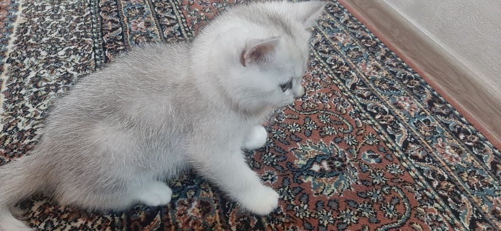Кот скотиш страйт