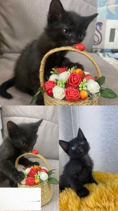 Ищем любящих хозяев котенку