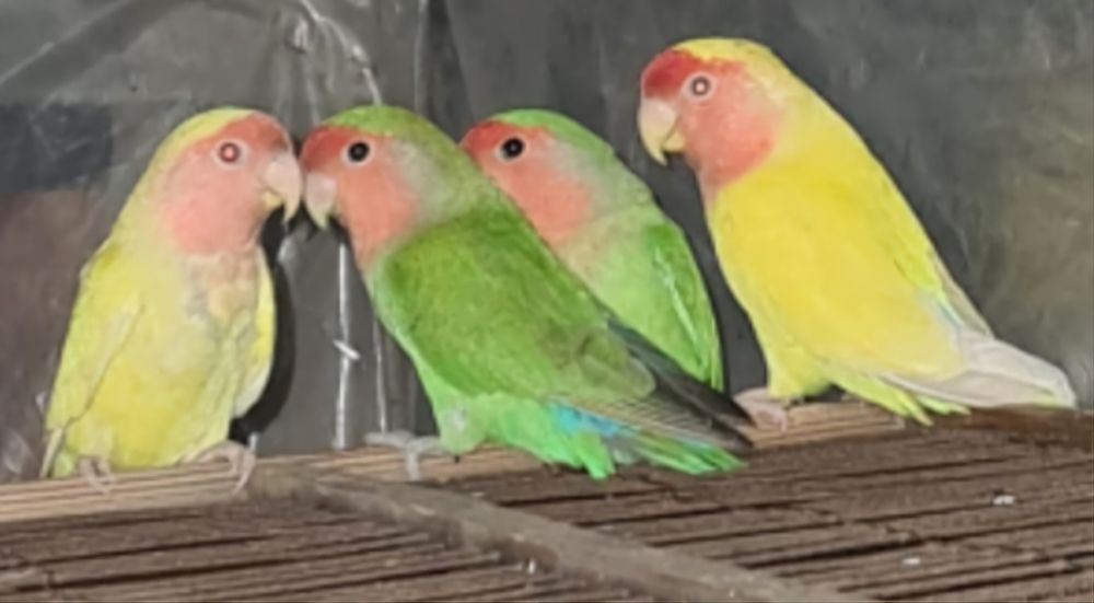 Продам попугаев  неразлучников возраст 1,5года