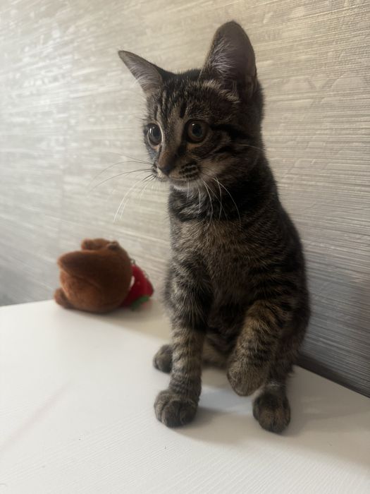 Ищем дом Котенку 3 месяца