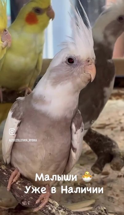 Кореллы Молодые Птенцы