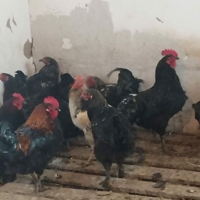 путухи куры  курицы курица