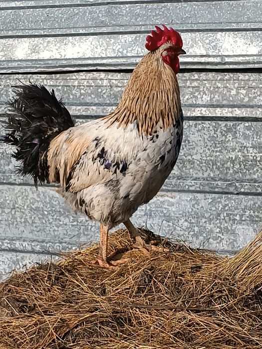 Продам домашних петухов