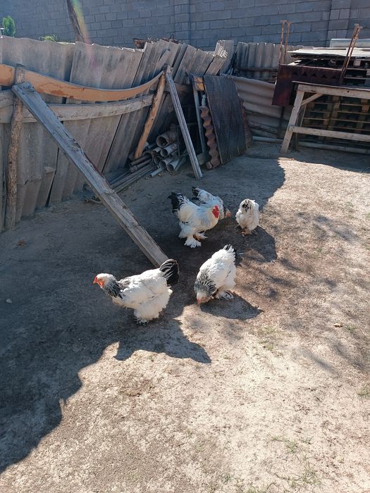 Продам курей брама