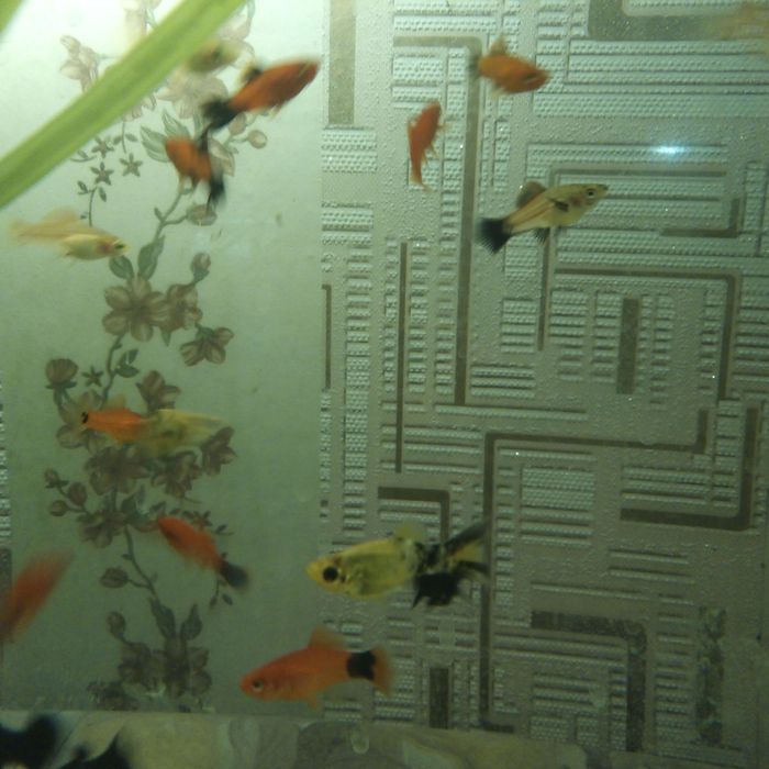 Продам аквариумных рыбок