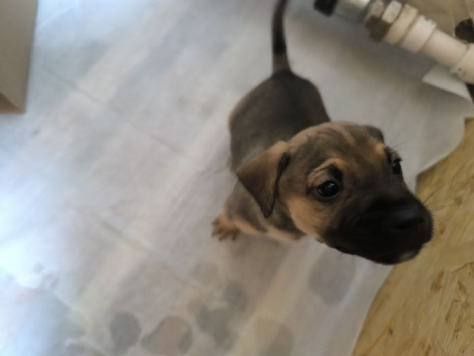 Шустряки подрастающие