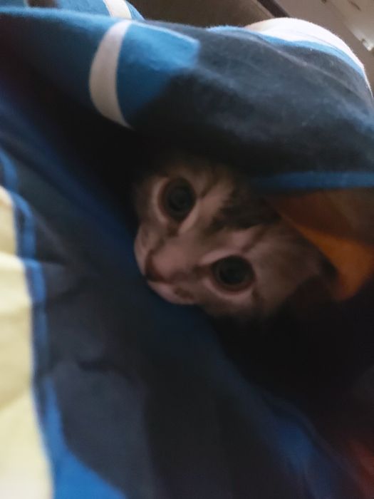 Отдам котёнка в добрые руки