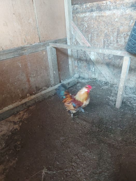 Продаеться карликовые петухи