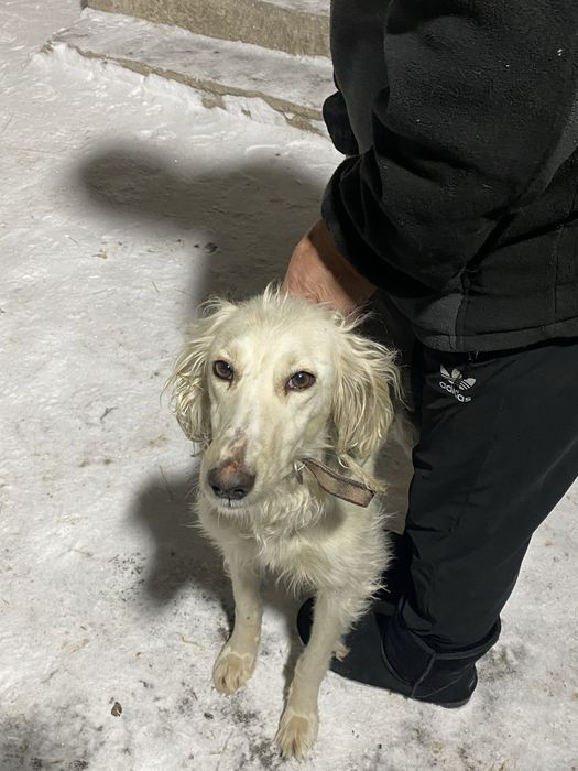 Тазы Сатылад өте жаксы