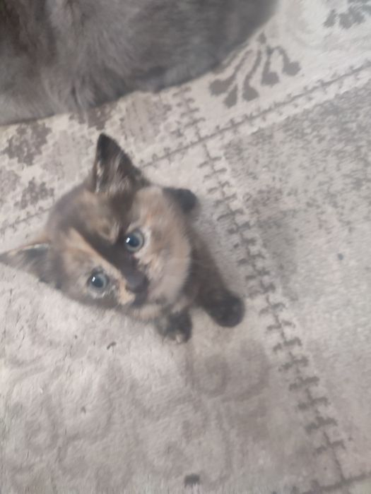 Милые котята даром