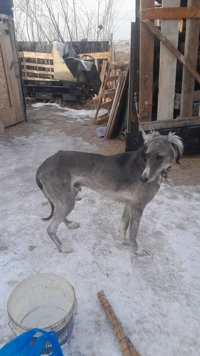 Продам тазы пародистый