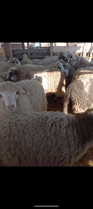 Vând 44 de berbecuți