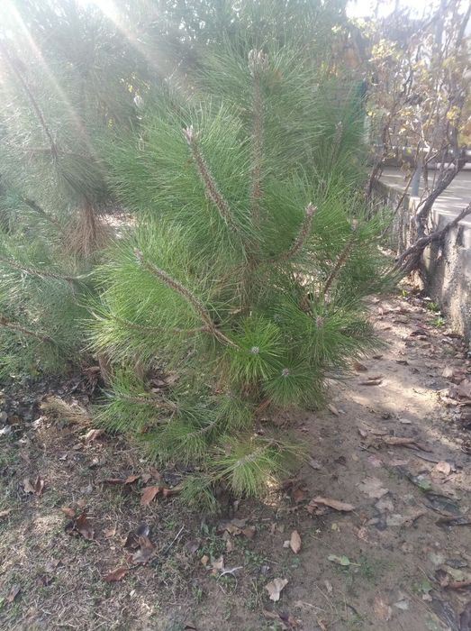 Qirimiskiy Sasna: 15 у.е. - Boshqa Chirchiq на Olx