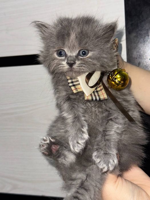 Британский фолд и страйд