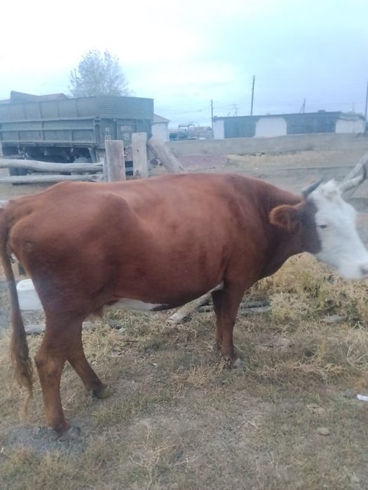 Продам корову казахской белоголовой