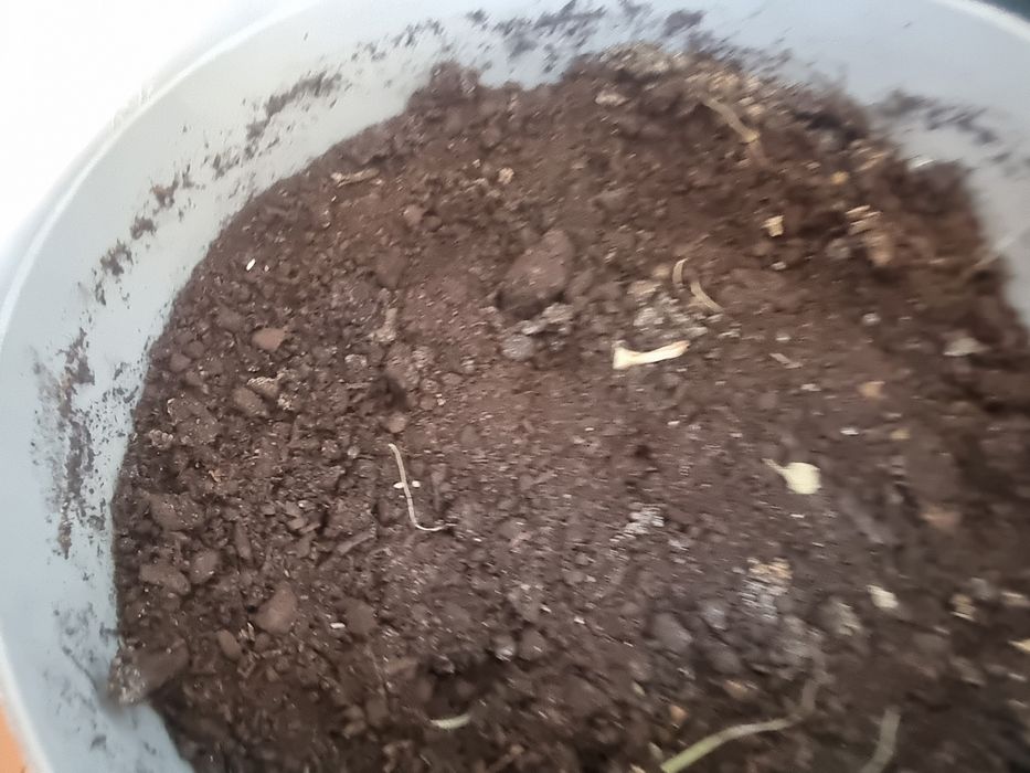 Продам  горшки с черноземом