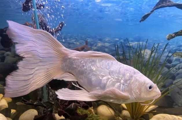 Аквариумные рыбки! Современная студия аквариумов!