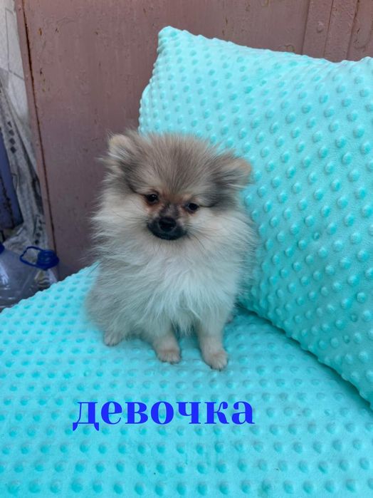 Немецкий мини шпиц