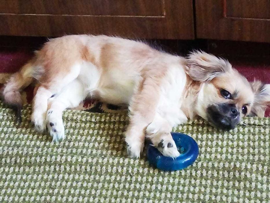 Красавец (щенок) породы "Пекинес"