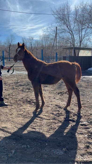 Английский чистокровный жеребчик