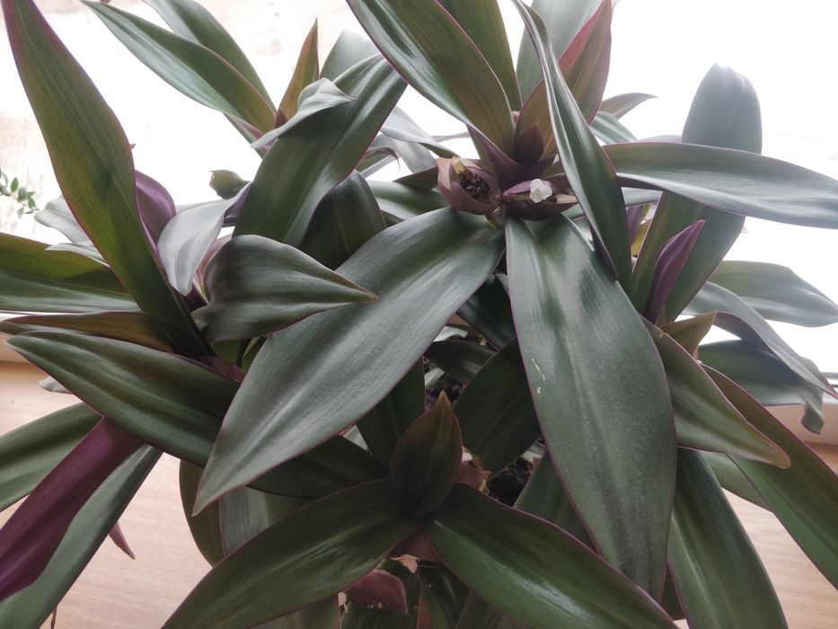 Цветок Рео для офиса.