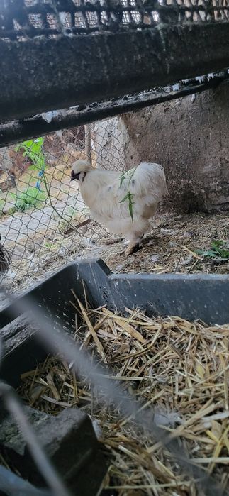 matasa japoneza 2024